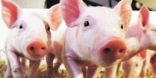 生猪生态养殖将成为重点发展对象 将享受直接补贴