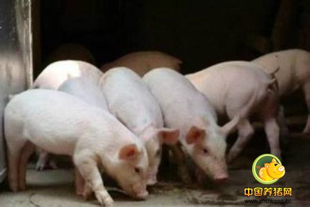 冬季养猪“一建、二保、三增、四防”技法