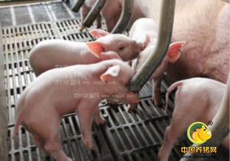 澳大利亚--给猪喂含鱼产品的饲料