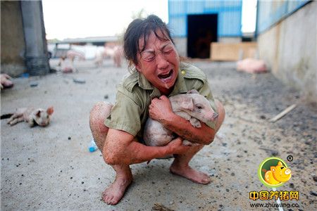 养猪场里阴霾不再 湖北养猪人洪水受灾后东山再起