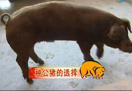 种公猪的饲养与配种管理