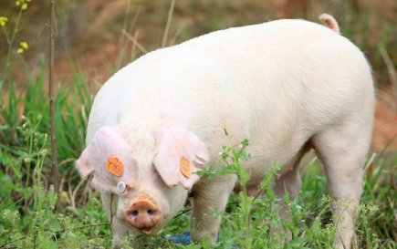 猪价还要跌多久？业内预计这轮要持续到2020年