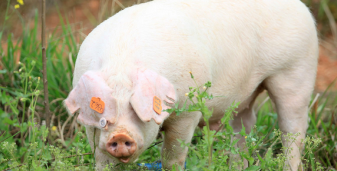 猪也咬人！母猪护犊心切咬伤湘潭农妇 伤情堪忧