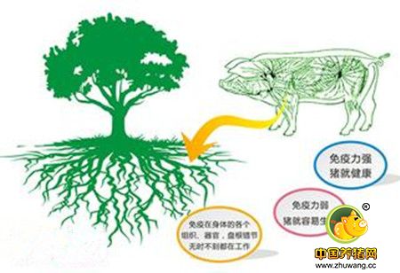 毕英佐：动物肠道微生物及微生态制剂发展动态！