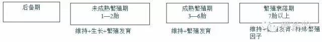 提高母猪生产力必备法则！95%的猪场都应了解！