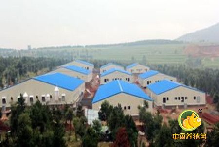 猪场建设8个不适宜 养户要多留意