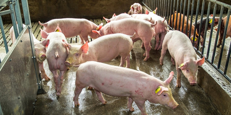 江西萍乡：诈骗768万元 一养猪场老板犯法进班房