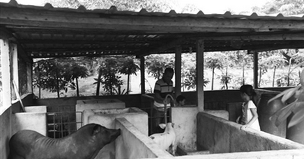 海南：因地制宜 你种香蕉我养猪 赚钱脱贫不是梦