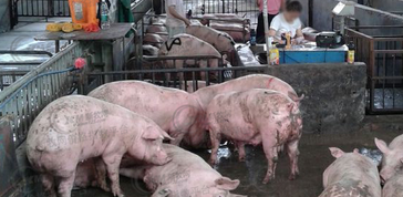 可怕！广西查获越南走私猪26.26万头，案值4.35亿