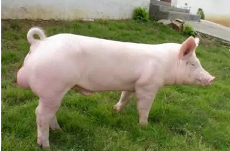 如何提高瘦肉型商品猪瘦肉率的措施