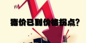 猪价8.3元/斤创今年最低，上涨指日可待？