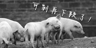 猪价继续下跌可能性不大，可能快要回涨了！