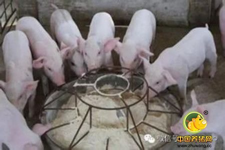 猪场饲料车间自己制粒常见的7种异常颗粒料产生原因及改进办法