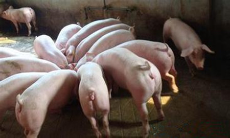 给仔猪用药时禁喂的饲料，乳猪服药哪些饲料不能喂
