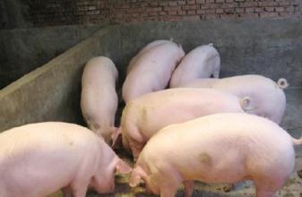 养猪场常见不良用药习惯