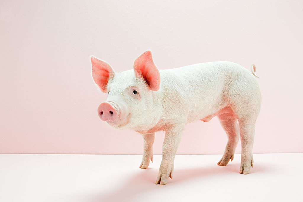 2016年10月12日(20至30公斤)仔猪价格行情走势