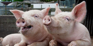 关于近期的猪价、进口肉、环保问题……温氏这么看！