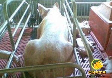 养猪成本控制，你一定要注意这几个方面，太重要了!