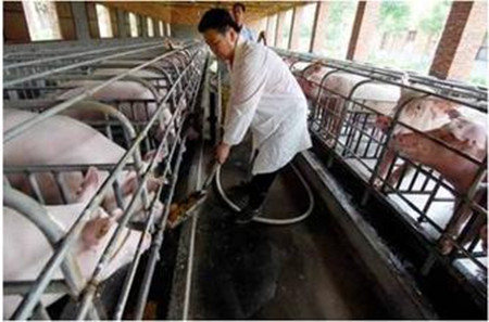 牧草能解决猪场污水难题
