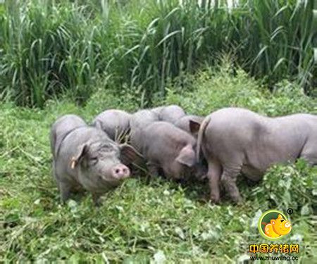 为什么饲料价格不同效果差不多？
