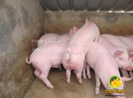 合理配制饲料 提高养猪效益