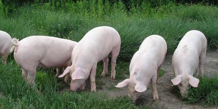 两吨！广西：象山区查出两吨死猪肉 已作无害化深埋处理