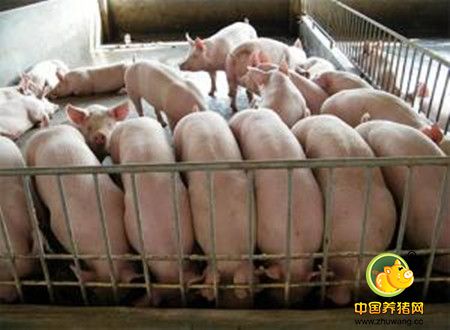 米糠喂猪三忌