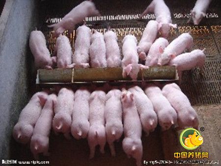 大豆叶可以充当猪饲料