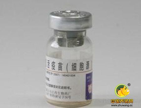 猪瘟三种疫苗的对比,你知道多少