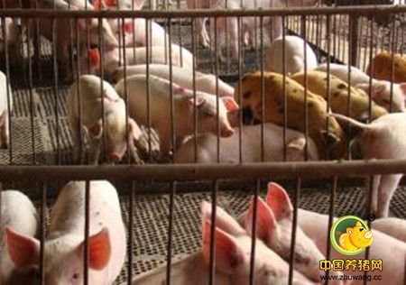 断奶仔猪吃料跟不上 各种问题跟随而来
