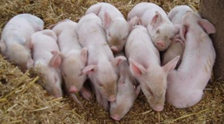 仔猪脐带炎诊治