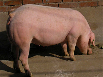 9月份生猪存栏量增加 能繁母猪存栏量再降0.5%