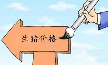 北方猪价上涨 南方局部补跌 猪价反弹还待消费利好提振