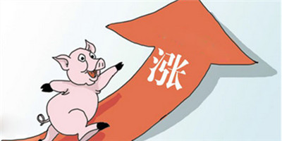 能涨！春节前后猪价或涨到8-9元
