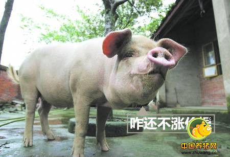 冬季供应缺口促生涨价 但短期猪价行情仍缺乏利好支撑