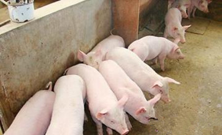 猪总是莫名生病，查查是不是中了下面这些毒？