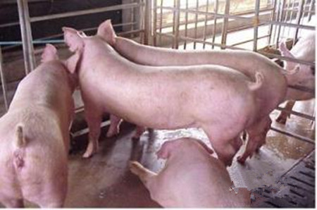 猪皮炎肾病综合症“往”“今”的流行特点、临诊表现及鉴别诊治！