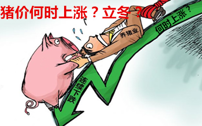猪周期新陈交替猪价破8!为什么说立冬前猪价能上涨?