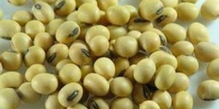 10月菜粕走势尾随美豆，难言独立如何应对？