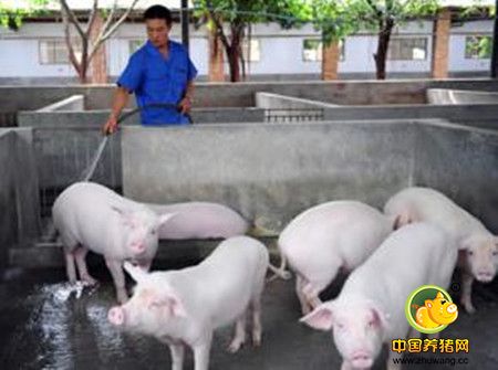 炎热夏季，高温“烤验”你的猪场，这些常识你应该知道