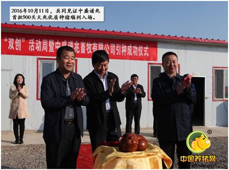 【神速】80天，余式猪场从开工到装猪！