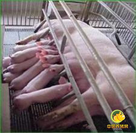 母猪首个泌乳期采食量影响其使用年限 4胎后才能有收益