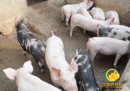 腹泻脱水的仔猪用药推荐