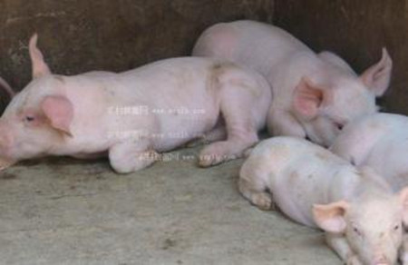 猪场一般用药常识