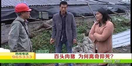 襄阳养殖户遇神秘杀手 百头猪一分钟内离奇猝死