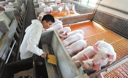 养殖户应该如何减少猪场的饲料浪费的现象