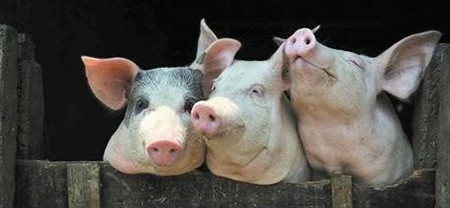 “中式风格”回流养猪产业 古老猪种还原“中国味道”