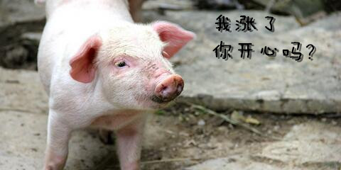 天气渐凉，猪价上涨，敢问路在何方？