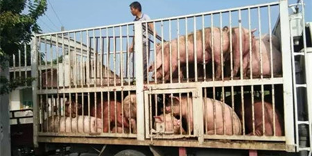 经验之谈：养猪多年几乎没卖过低价，他是怎么做到的？