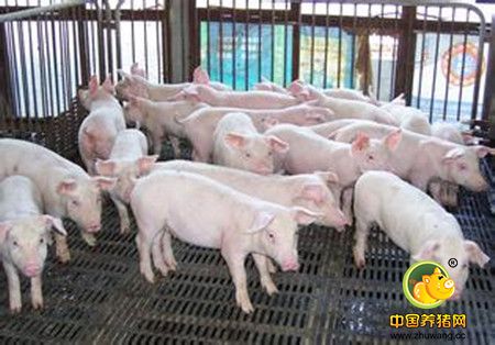 如何确保养猪场第一道防线的安全与稳固：消毒方案分享